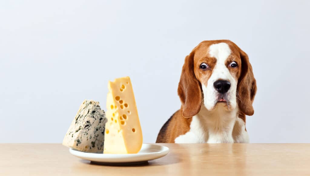 fromage et chien