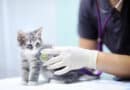 Pourquoi souscrire une assurance pour mon chat ?