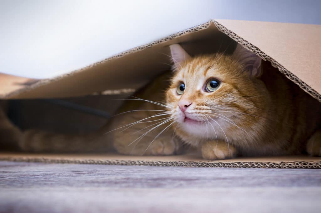 assurance santé chat