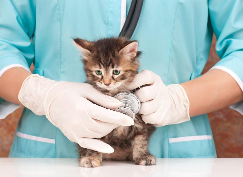 soins vétérinaires chat assurance