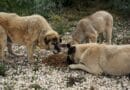 Alimentation chien âgé