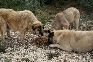 Alimentation chien âgé