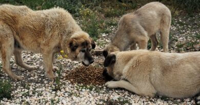 Alimentation chien âgé