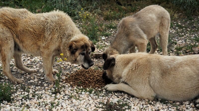 Alimentation chien âgé