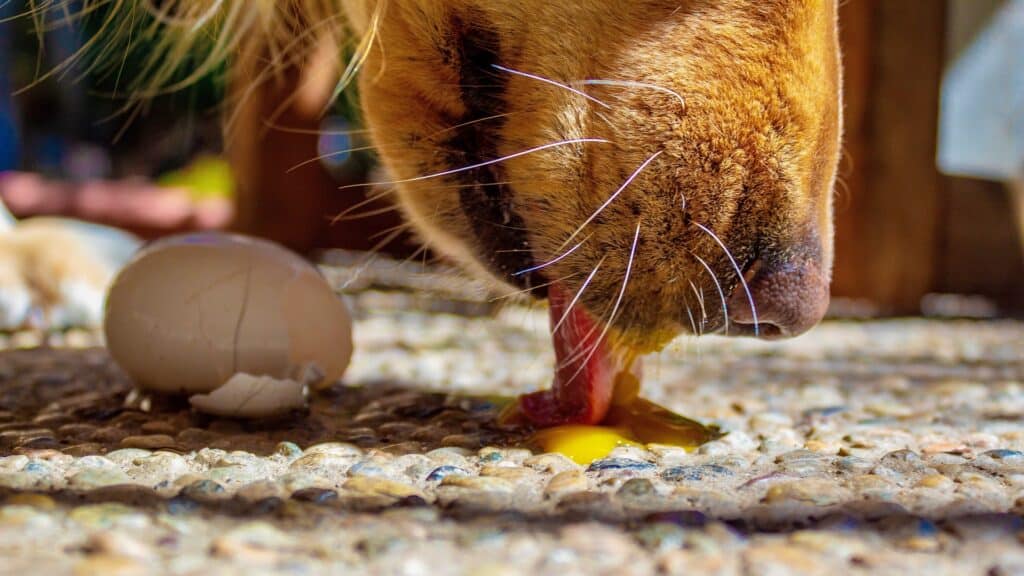 Alimentation chien âgé que donner