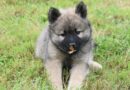 Alimentation chiot