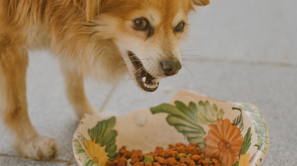 Croquettes pour chien