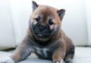 Développement du chiot