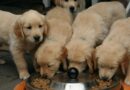 Donner Croquettes pour chien