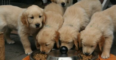 Donner Croquettes pour chien