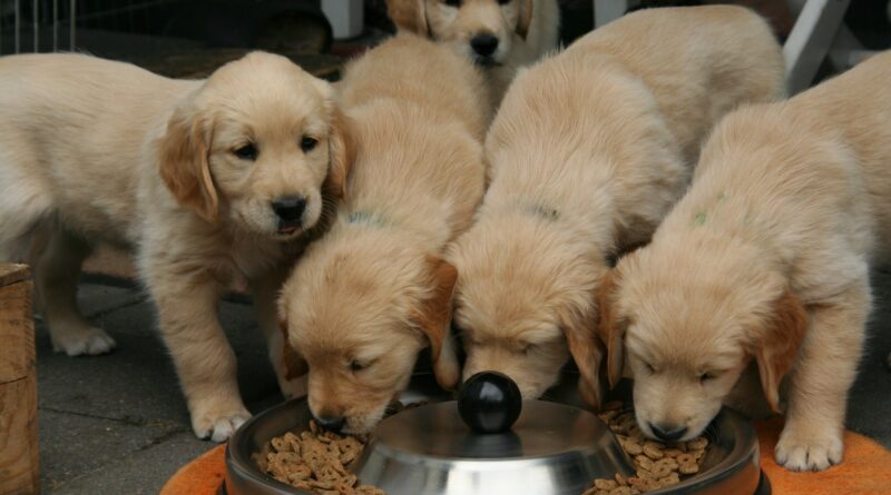 Donner Croquettes pour chien