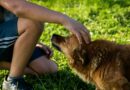 Sociabilité du chien