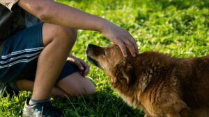 Sociabilité du chien