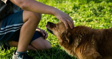 Sociabilité du chien