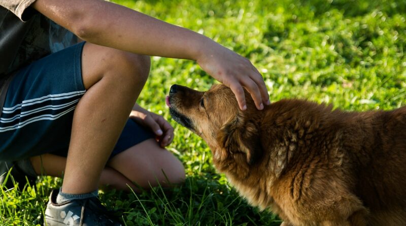 Sociabilité du chien