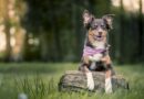 Territorialité du chien