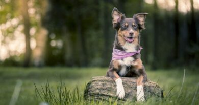 Territorialité du chien