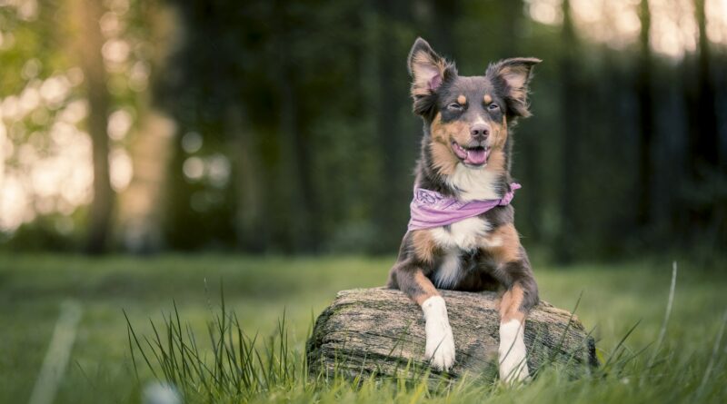 Territorialité du chien