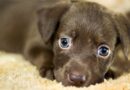 adoption de chien