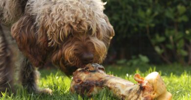 alimentation BARF chien