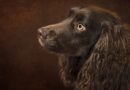 chiens de race