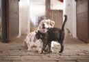 cohabitation du chien