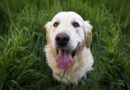 comment choisir son chien