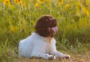 comportement chez le chien