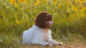 comportement chez le chien