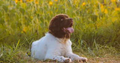 comportement chez le chien