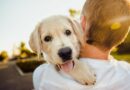 connaitre la relation homme et chien