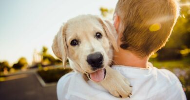 connaitre la relation homme et chien