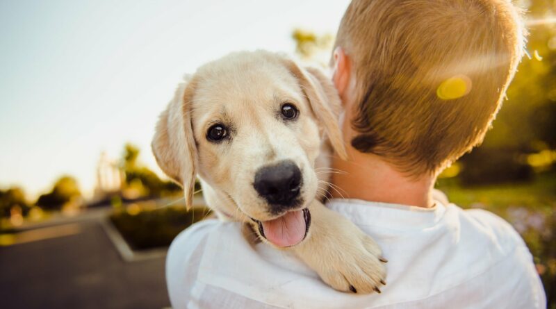 connaitre la relation homme et chien