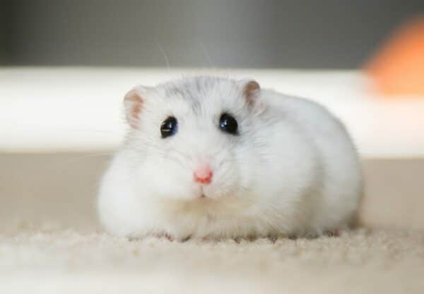 hamster russe