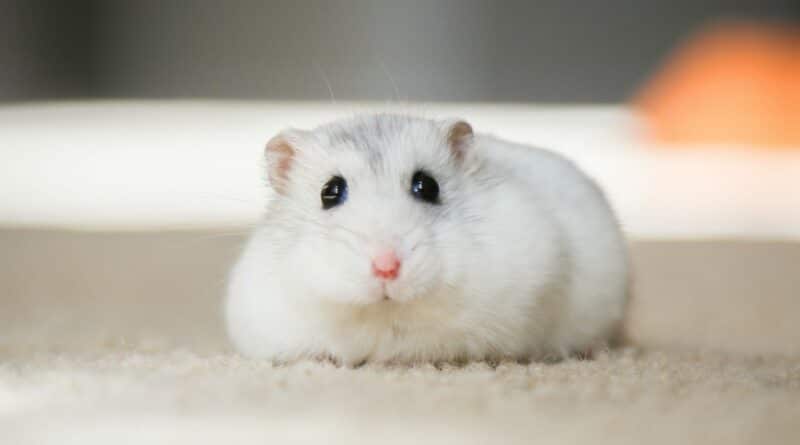 hamster russe