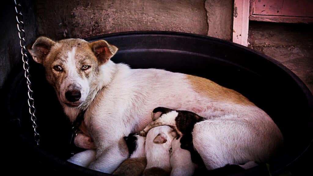 lait et Alimentation chiot