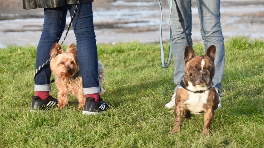 marche en laisse chien