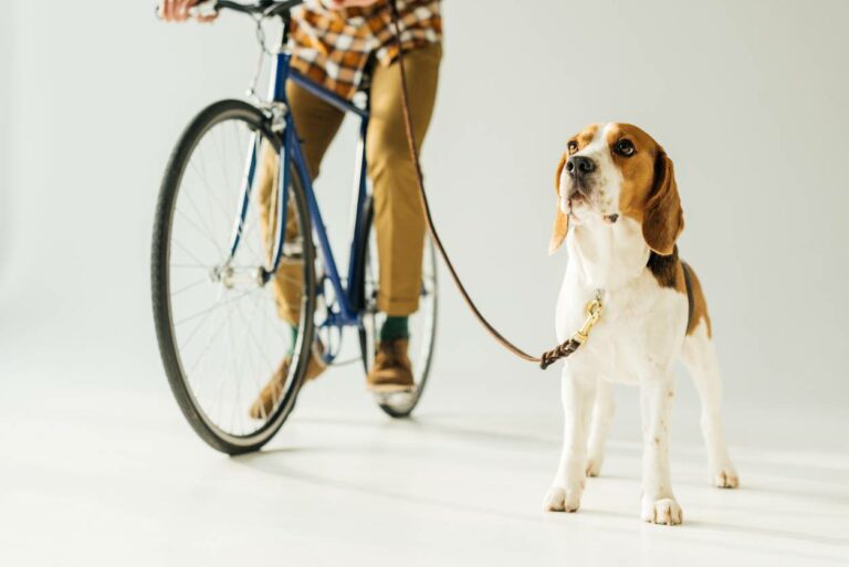Vélo 4 solutions pour transporter petits et grands chiens