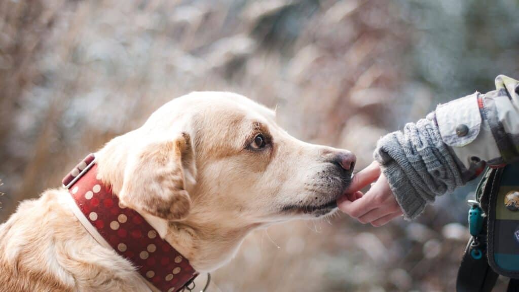 papiers du chien