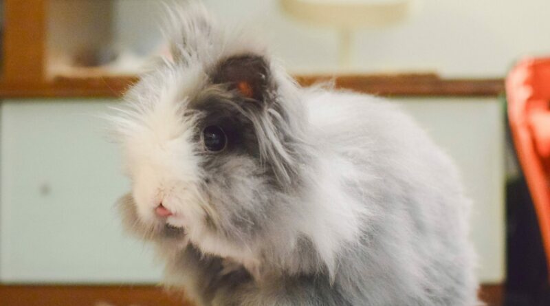 pelage lapin angora