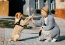 prix du chien