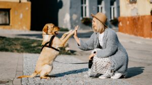 prix du chien