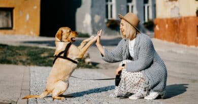 prix du chien