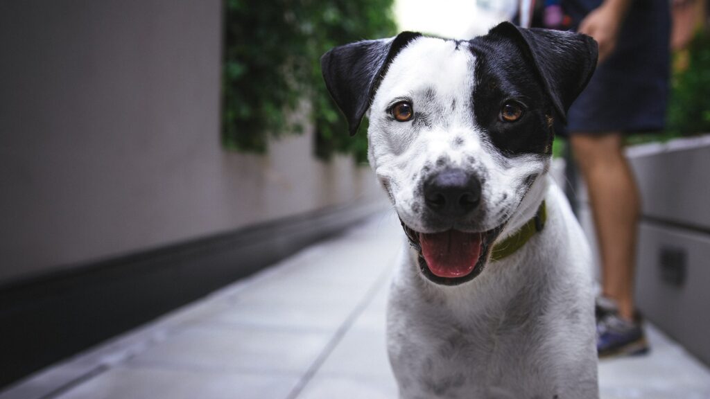 que savoir sur le prix du chien