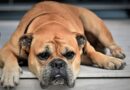 stérilisation du chien