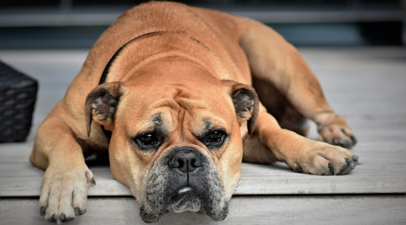 stérilisation du chien