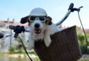 Vélo : 4 solutions pour transporter petits et grands chiens
