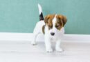 Comment prendre soin d’un chiot ?