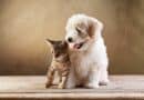 Comment trouver la meilleure mutuelle santé pour son animal de compagnie ?