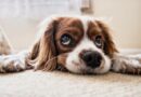 Maladies soudaines chez le chien : quelle prise en charge par l’assurance animale ?